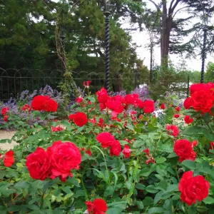 'Charming Cover®' Groundcover Rose