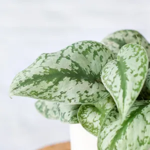 Pothos - Silver Splash