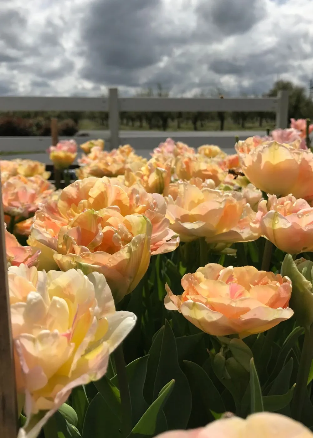 Pre-Cooled Charming Lady Tulip Bulbs